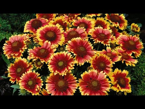Видео: Найквітучіші та невибагливі багаторічники мого саду#декоративнийсад 