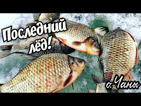 Видео: Тонны рыбы в подводном лесу! Это последний лёд! Озеро Чаны! #карасьнамормышку