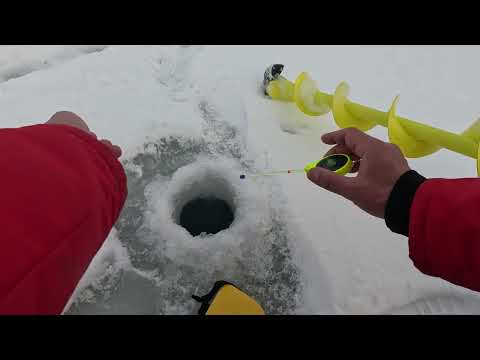 Видео: Таких ОКУНЕЙ вы НЕ ВИДЕЛИ! Это я ГАРАНТИРУЮ!