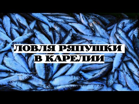 Видео: РЫБАЛКА СЕТЯМИ в НЕРЕСТ/Ряпушка,её ловля от А до Я или как живут карелы в деревнях