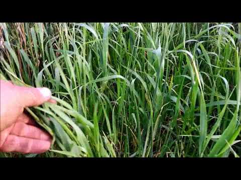 Видео: Природная аномалия 2020