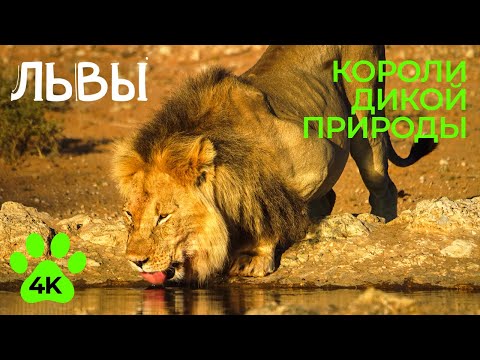Видео: ЛЬВЫ - Короли дикой природы Африки - Документальный фильм в 4К