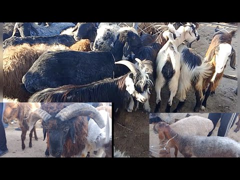 Видео: ХОРАЗМ ШОВОТ ЧОКЛИ КУЙ БОЗОРИ НАРХЛАРИ #нархлари#хоразмкуйбозор#хоразм#food 