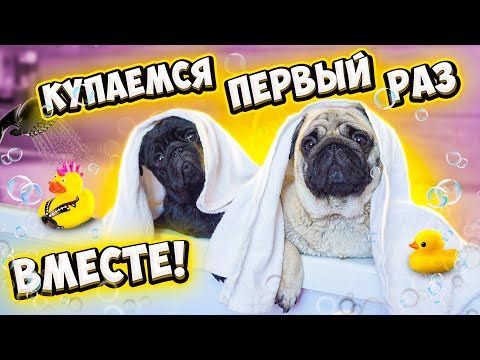 Видео: ВПЕРВЫЕ КУПАЕМ ДВУХ МОПСОВ ВМЕСТЕ😍 ВЛОГ 👉 Что они Натворили? Как Мыть СОБАК?