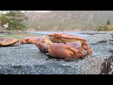 Видео: КРАБЫ! ЛОВИМ И ГОТОВИМ! Рыбалка в Норвегии. Норвегия. Рыбалка. Ловля крабов в Норвегии. перезалив.