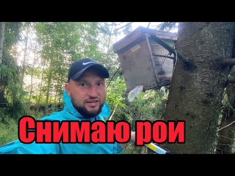 Видео: Снимаю рои и объединяю с отводками…