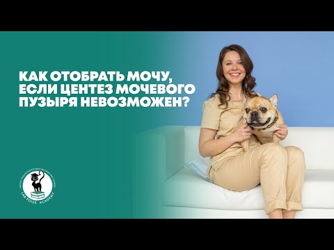 Видео: Как отобрать мочу, если центез мочевого пузыря невозможен?