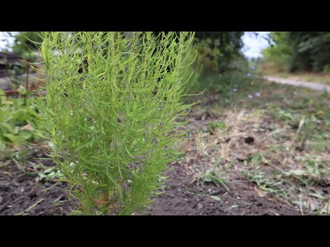 Видео: Кохія. Літній кипарис.