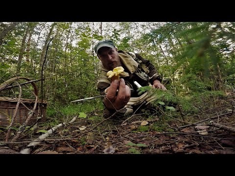 Видео: Поход За Грибами.Тихая Охота и Дары матушки-Природы."Волка ноги кормят"
