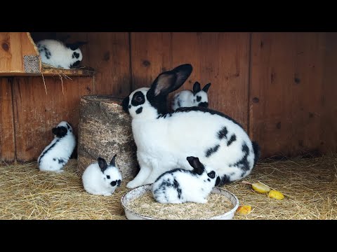 Видео: ПЕРЕСАЖИВАЕМ КРОЛИКОВ НА НОВОЕ МЕСТО🐰ОСМОТР ГНЕЗДА КРОЛЬЧИХИ НА 10 ДЕНЬ ПОСЛЕ ОКРОЛА 🐰