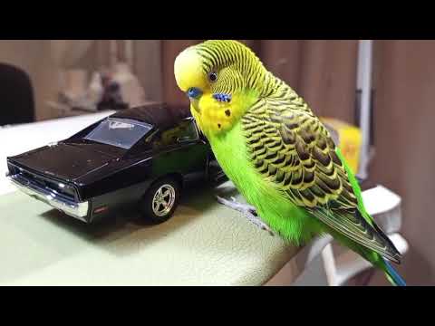 Видео: Попугайчик и машина 🚔 🐦‍🤩  2025 г. 