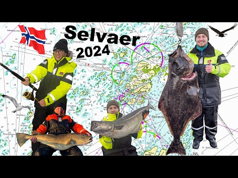 Видео: Рыбалка в Норвегии 2024 — много рыбы, много ветра, Сельваэр