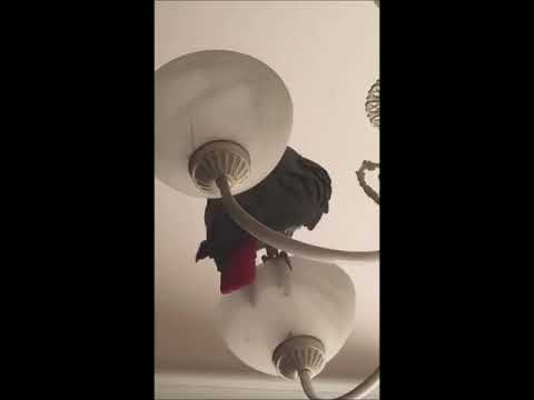 Видео: Попугай Жора и муха