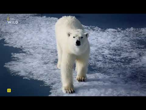 Видео: Дикие умные и смертоносные, 3 Часть. Обман.National Geographic Wild HD смотреть онлайн.