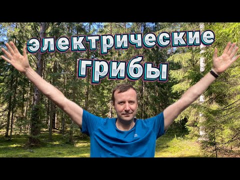 Видео: Грибы прут!!! Сбор грибов с риском для жизни! НЕ ПОВТОРЯТЬ!!! Грибы2024