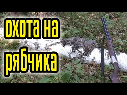 Видео: ОХОТА НА РЯБЧИКА С МАНКОМ, РАННЕЙ ОСЕНЬЮ. Налетают вплотную!!!