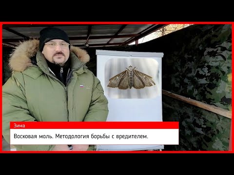 Видео: 🔴 Восковая моль. Методология борьбы с вредителем 🔴