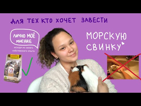 Видео: Что нужно, чтобы завести морскую свинку🙌🤍