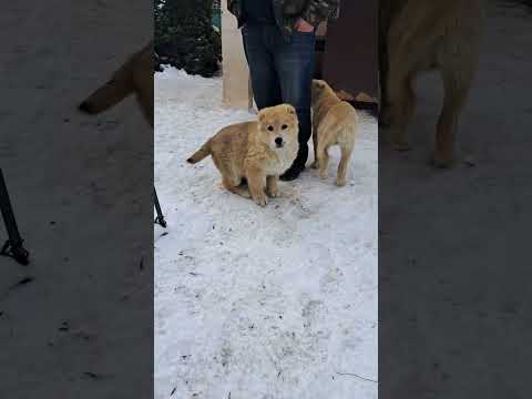 Видео: Щенки волкодава , внуки Халка. Беларусь.