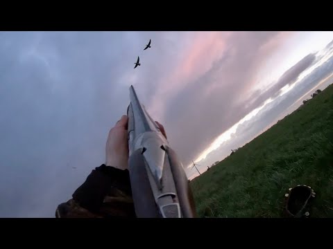 Видео: Охота на гуся. Хороший зимний день.