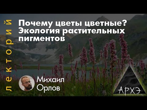 Видео: Почему цветы цветные? Экология растительных пигментов | Михаил Орлов
