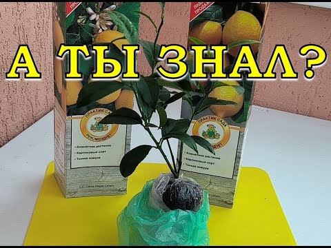 Видео: Купила ЛИМОН МЕЙЕР🍋🍋🍋Что делать сразу🔥🔥🔥