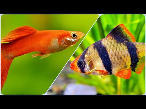 Видео: Гуппи или Барбусы? Что купить?
