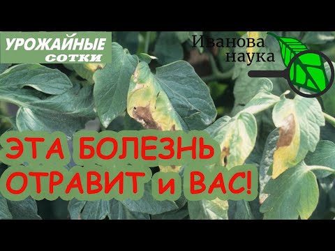 Видео: Смотреть обязательно! ЭТА ОПАСНАЯ БОЛЕЗНЬ навредит и ТОМАТАМ, и ОГУРЦАМ, и ВАМ! Растения увядают!
