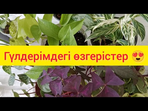 Видео: ГҮЛДЕРІМДЕГІ ӨЗГЕРІСТЕРДІ БАЙҚАДЫМ