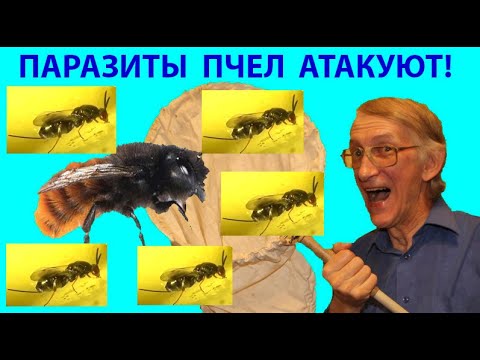 Видео: Эти Паразиты Съедят Ваших Пчел Осмий! Кто Это? Нашествие Monodontomerus (Torymidae) -Паразитов Осмий