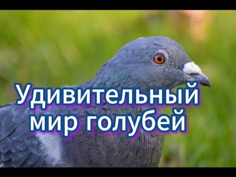 Видео: Удивительный мир голубей