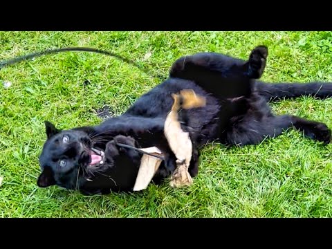 Видео: Сложное дело одной развлекать пантеру и ротвейлера😂