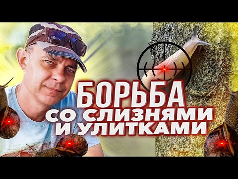 Видео: ВЫ ЗАБУДЕТЕ ПРО СЛИЗНЕЙ И УЛИТОК В САДУ И ОГОРОДЕ, ПРОСТО ДЕЛАЙТЕ ПРАВИЛЬНО