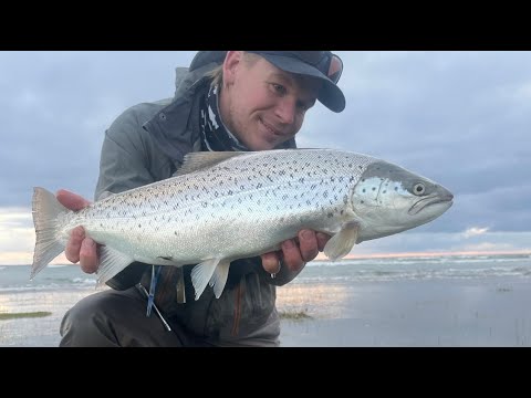 Видео: Начался осенний забег на морскую форель