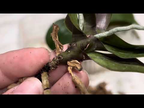 Видео: Пересадка орхидей без корней и тургора листьев