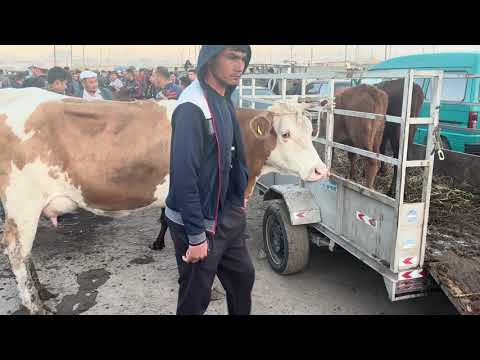Видео: урганч гайбу молбозор кср ва онаболасгирлар