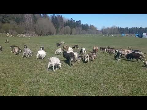 Видео: Моё Хозяйство/Весенний Выпас/1 Мая/Звери Едят Траву/Анонс Что На Канале#goat #goats #farmer