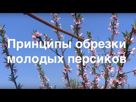 Видео: Принципы обрезки молодых персиков. Уход за персиками.