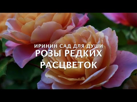 Видео: Rose//Розы редких расцветок