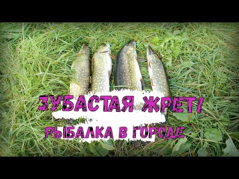 Видео: Щука в черте города