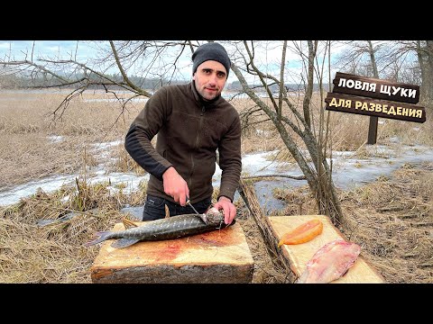 Видео: Ловля щуки для разведения. Запек курицу на углях. Сделал солонец зверям.