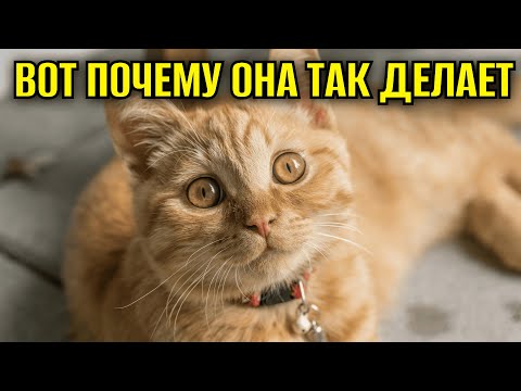 Видео: КОШКА ЛЕЖИТ ПЕРЕД ВАМИ: ЧТО ОНА ТРЕБУЕТ? 5 Неожиданных Причин, Почему Кот Блокирует Путь!