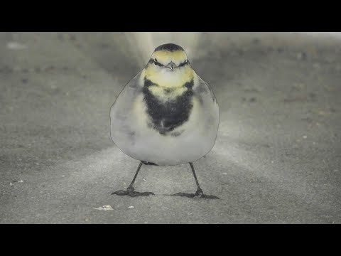 Видео: Осенние трясогузки — победитель