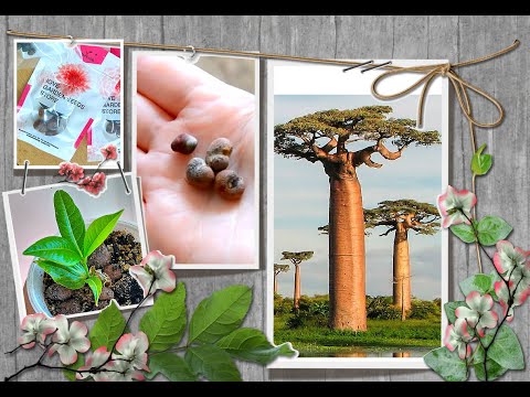 Видео: ✅🌱Африканский Баобаб из семян с Алиэкспресс🌱