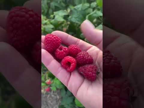 Видео: Делнива - вкусный и сладкий сорт малины ремонтантной! Омск.