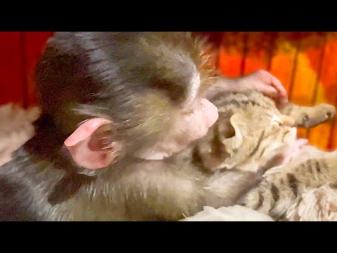 Видео: Посмотрите это видео ОБЯЗАТЕЛЬНО! Как нежно Люся ухаживает за КОТЁНКОМ ПИПЕТКОЙ!