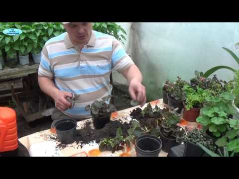 Видео: ВЕЧНОЦВЕТУЩАЯ БЕГОНИЯ-РАЗМНОЖЕНИЕ ДЕЛЕНИЕМ КУСТА!