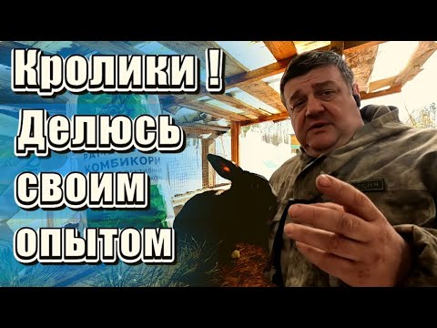 Видео: Бизнес на кроликах. РЕНТАБЕЛЬНОСТЬ.