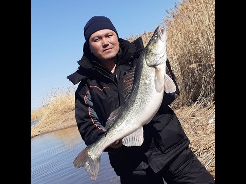 Видео: ОГРОМНЫЕ ТРОФЕЙНЫЕ СУДАКИ на каждом забросе!!! Рыбалка мечты!!! 2021