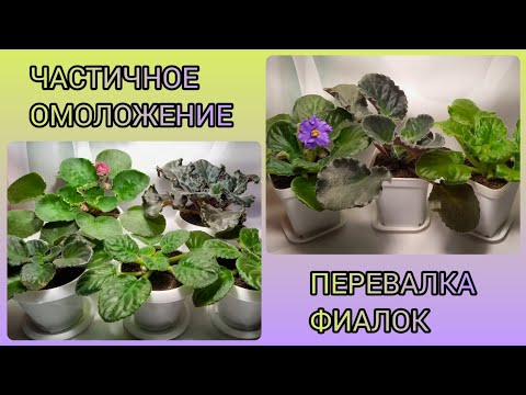 Видео: Частичное омоложение фиалок. Пересадки/перевалки.